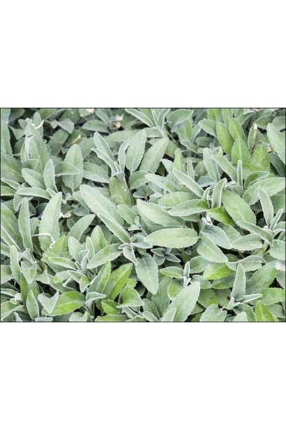 Вероніка сиза (квіти сині)